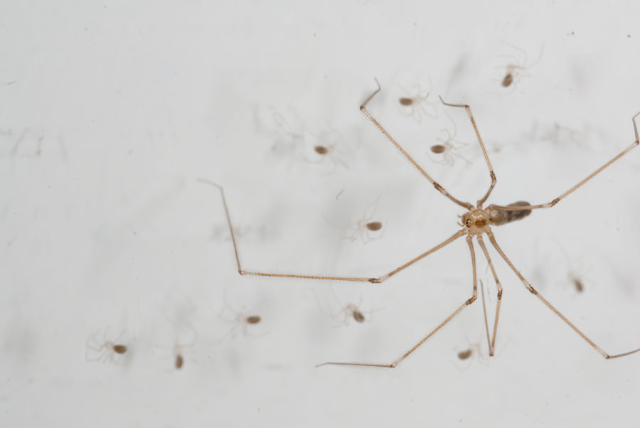 Pholcus phalangioides